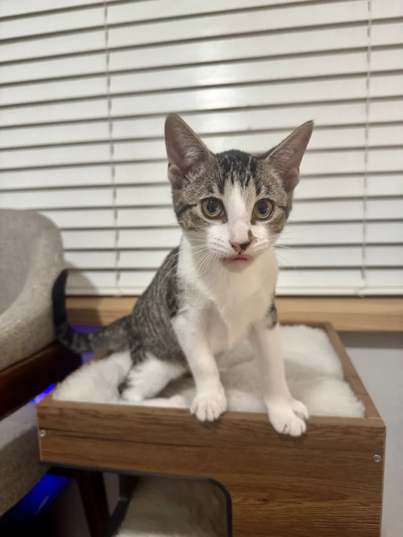 A young medium-sized female Domestic Short Hair cat named Penelope for adoption in Rosenberg, TX