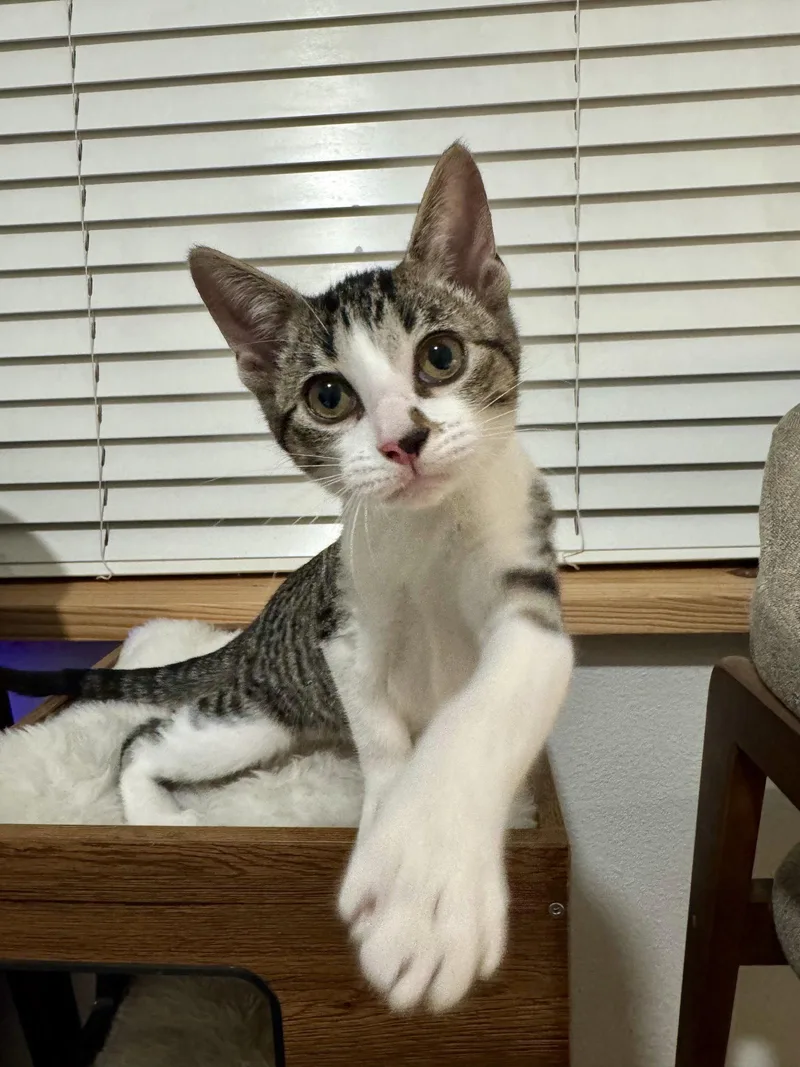 Penelope thumbnail 2