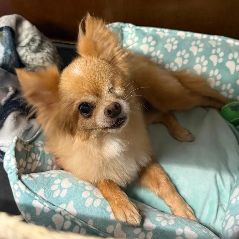 Cheeto thumbnail 2