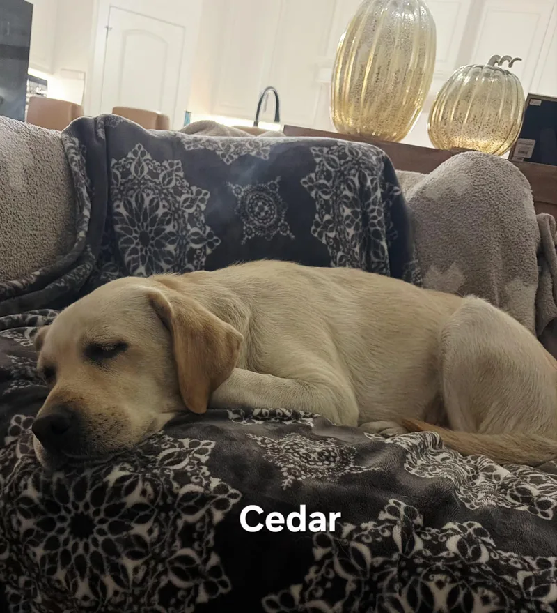A senior medium-sized female Yellow Labrador Retriever dog named Cedar for adoption in Warren, RI