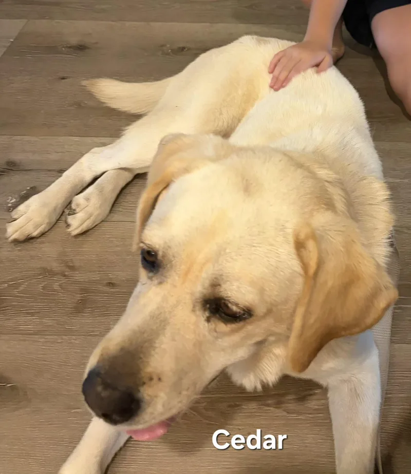 Cedar thumbnail 3