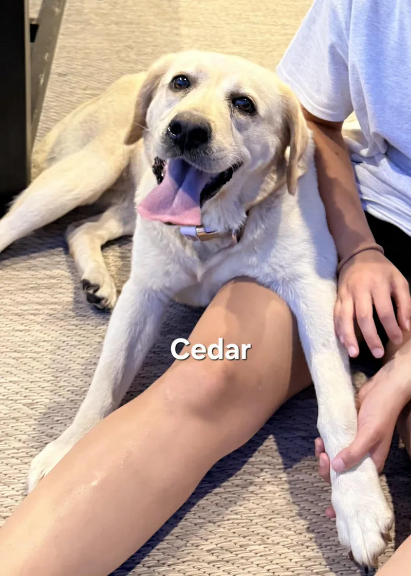 Cedar thumbnail 4