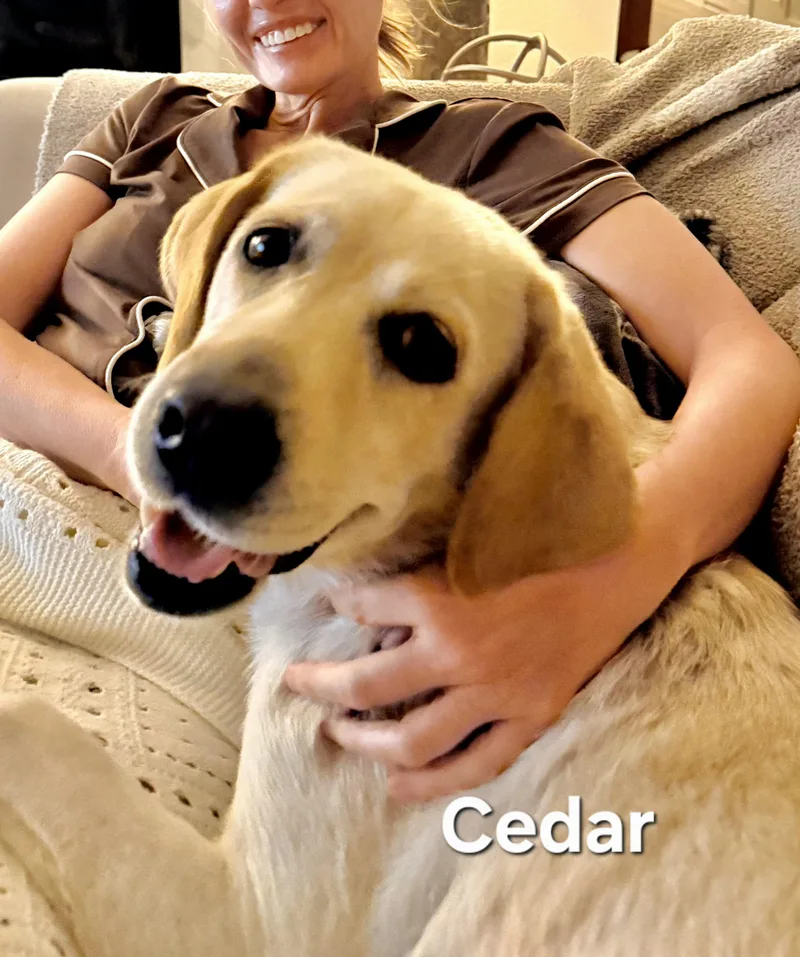 Cedar thumbnail 5