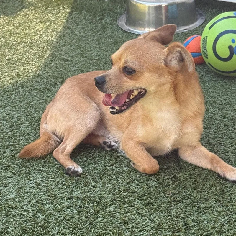 A young small-sized male Chihuahua dog named Barley for adoption in Bloomfield, CT
