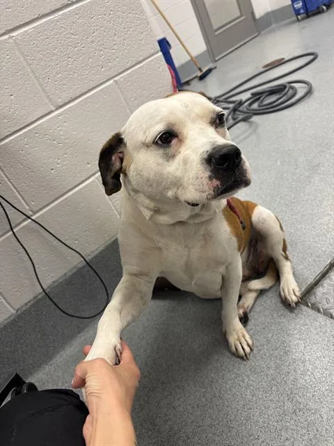 An adult large-sized female Boxer dog named Pheobe for adoption in Indianapolis, IN