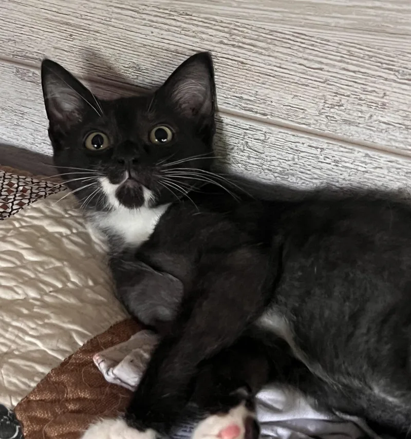 A baby small-sized male Black & White / Tuxedo Domestic Short Hair cat named Spock for adoption in Bellmawr, NJ