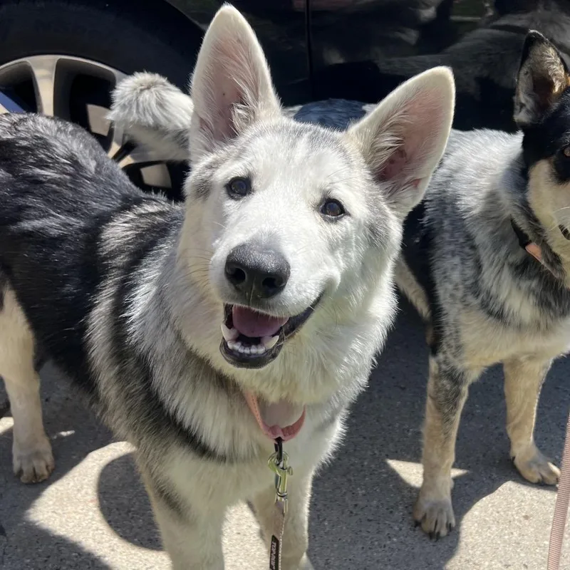 A young large-sized female Gray / Blue / Silver Husky dog named Tonie for adoption in Buffalo, MN