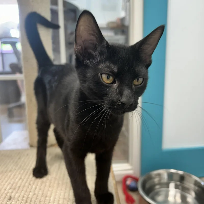 A baby medium-sized female Black Domestic Short Hair cat named Tushy for adoption in Grand Rapids, MI