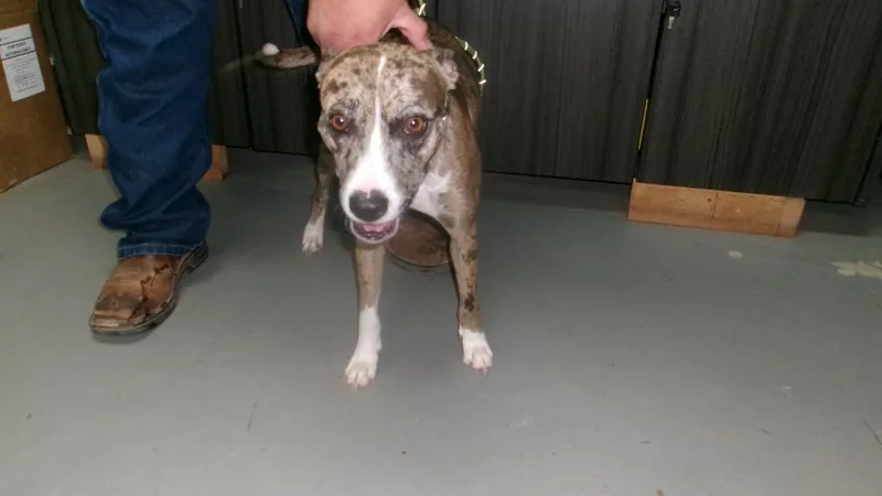 A young small-sized female Cattle Dog named Mocha for adoption in Winslow, AZ