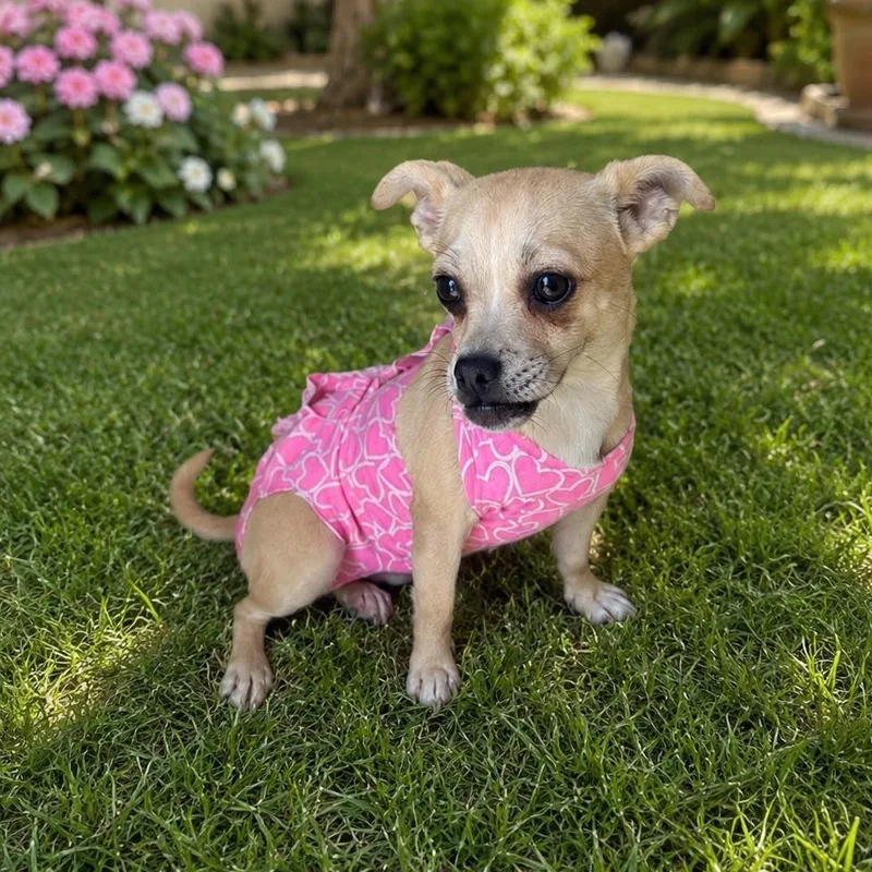 A young small-sized female Apricot / Beige Chihuahua dog named Michelina for adoption in San Diego, CA