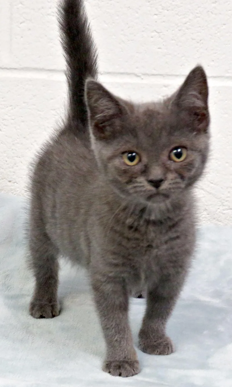 A baby medium-sized female Gray / Blue / Silver Domestic Short Hair cat named Erica for adoption in Lexington, VA