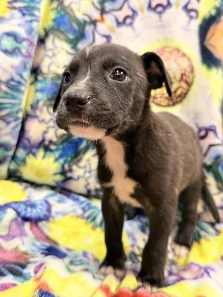 A baby small-sized male Mixed Breed dog named Canvas for adoption in Mobile, AL