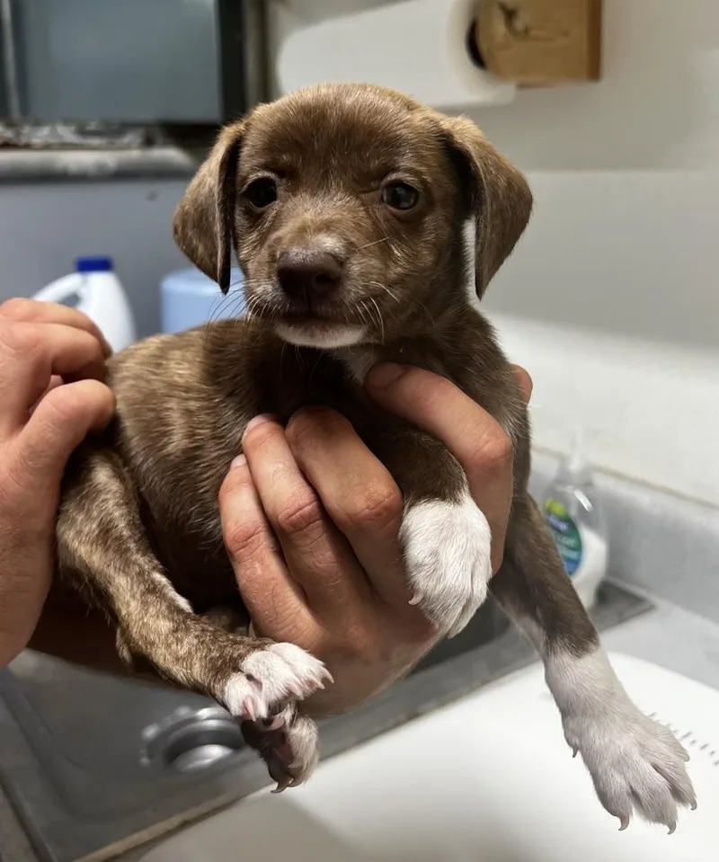A baby small-sized male Chihuahua dog named Caramel Swirl for adoption in Jamestown, CA