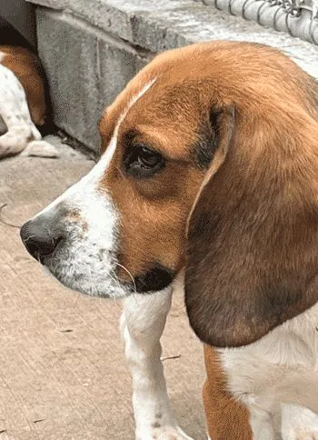 An adult medium-sized male Tricolor (Brown, Black, & White) Beagle dog named Huck for adoption in West Decatur, PA