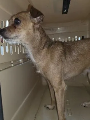 A senior small-sized female Yellow / Tan / Blond / Fawn Chihuahua dog named Dakota . for adoption in Fernandina Beach, FL