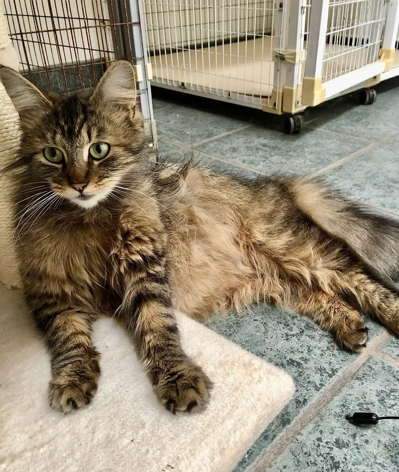 An adult medium-sized female Tabby (Buff / Tan / Fawn) Maine Coon cat named Tori for adoption in Ventura, CA