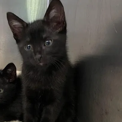 A baby small-sized male Black Domestic Short Hair cat named Slip for adoption in Port Charlotte, FL