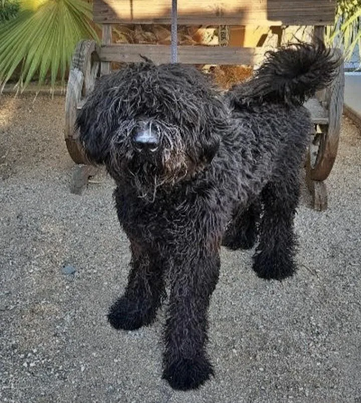 A young medium-sized male Labradoodle dog named Giacomo for adoption in Los Angeles, CA