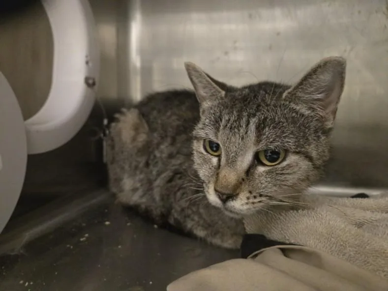 An adult small-sized female Domestic Short Hair cat named Tigger for adoption in Hagerstown, MD