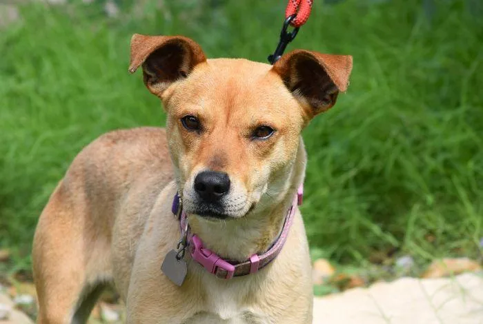 A young medium-sized female Yellow / Tan / Blond / Fawn Hound dog named Goldie for adoption in Parkville, MO