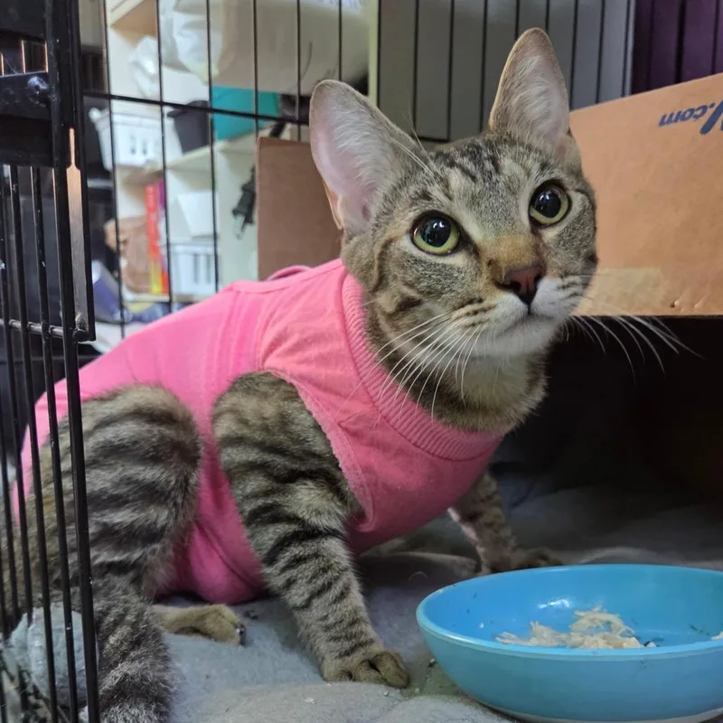 A young small-sized female Brown / Chocolate Domestic Short Hair cat named Teddy for adoption in San Diego, CA