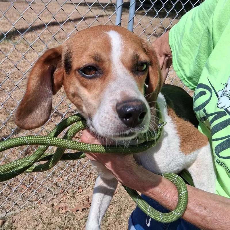 An adult medium-sized male Brown / Chocolate Beagle dog named Melvin for adoption in Denison, TX