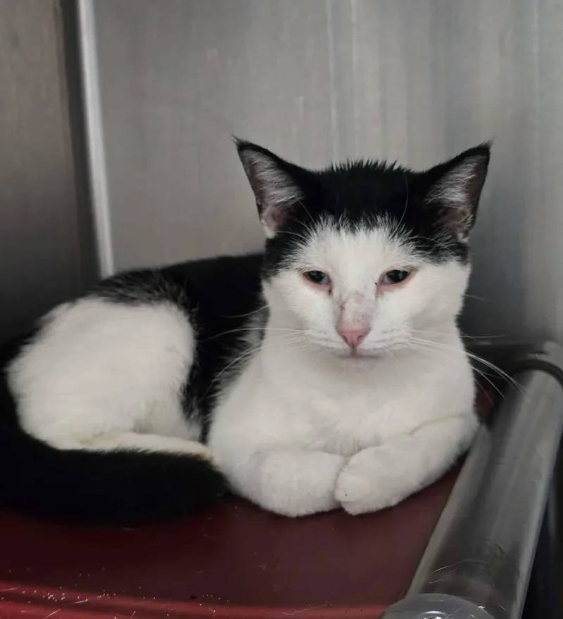 An adult medium-sized male Domestic Short Hair cat named Buttons for adoption in Stillwater, OK