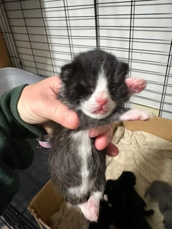 Mocha thumbnail 3