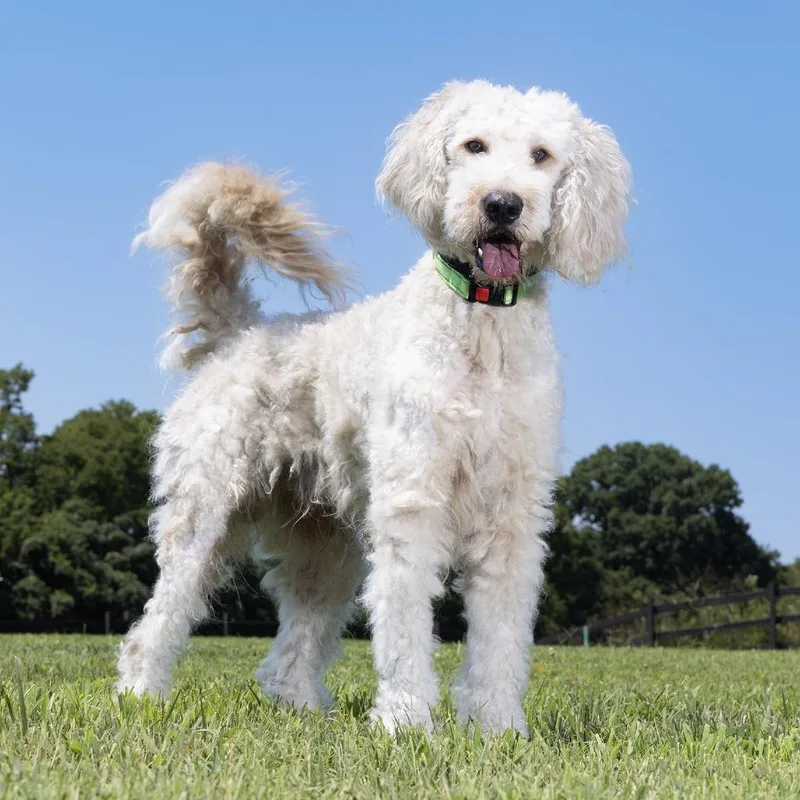 An adult large-sized male White / Cream Mixed Breed dog named Neo for adoption in Franklin, TN