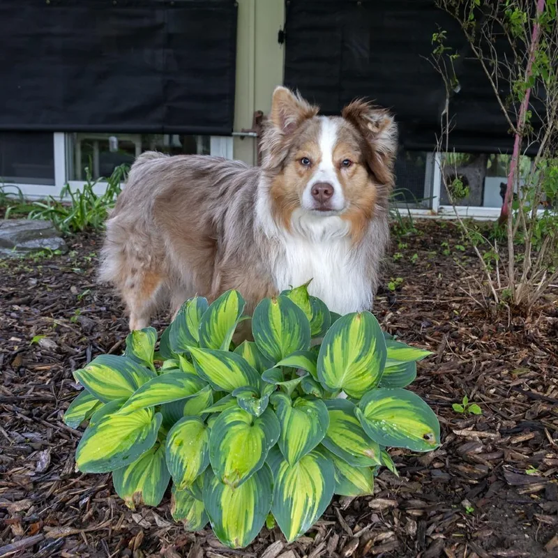 An adult medium-sized male Red / Chestnut / Orange Australian Shepherd dog named Knox for adoption in McKean, PA