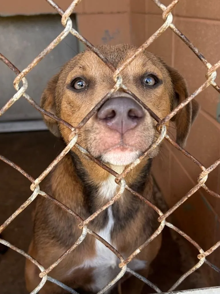 A baby medium-sized female Shepherd dog named Tottie for adoption in Gautier, MS