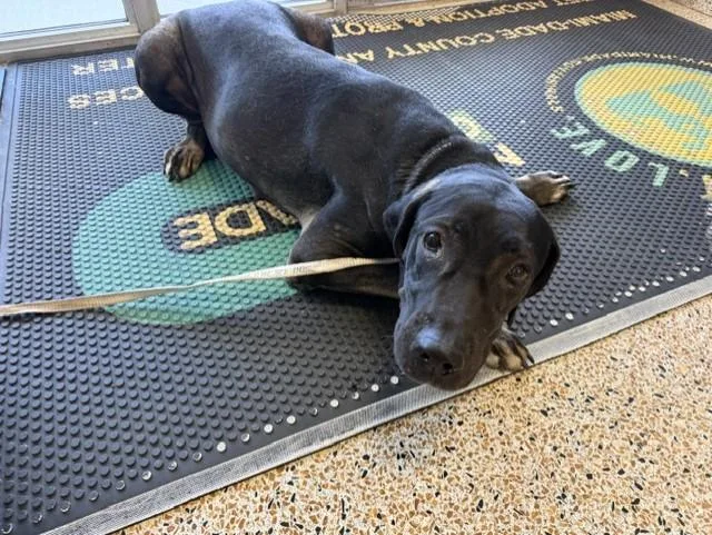 A young large-sized female Labrador Retriever dog named Hope for adoption in Miami, FL