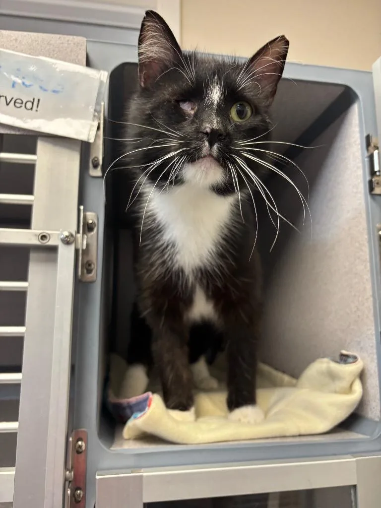 One Eye Billy thumbnail 2