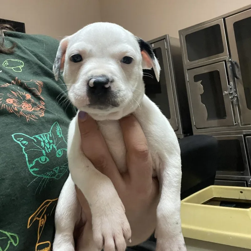 A baby medium-sized female White / Cream Pit Bull Terrier dog named Gertrude Granny Smith for adoption in Austin, TX