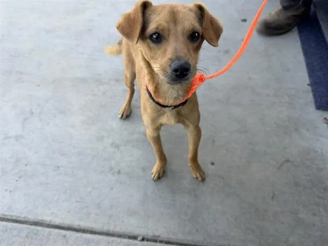 A young small-sized male Chihuahua dog named Rex for adoption in Ontario, CA