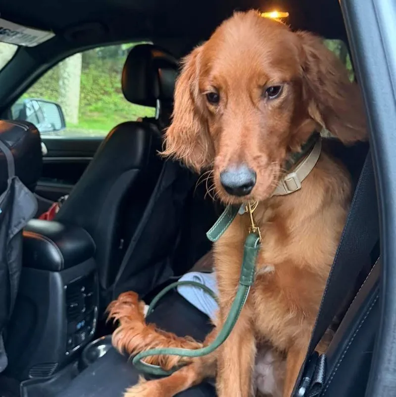 A baby medium-sized male Red / Chestnut / Orange Irish Setter dog named Monty for adoption in Bronx, NY