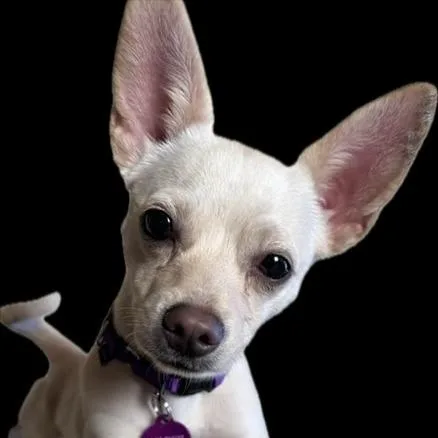 A young small-sized female White / Cream Chihuahua dog named Peanut for adoption in Pacifica, CA