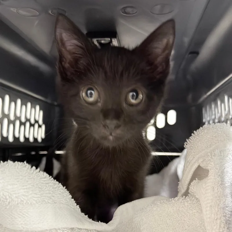 A baby small-sized female Black Domestic Short Hair cat named Bookie for adoption in Jacksonville, FL
