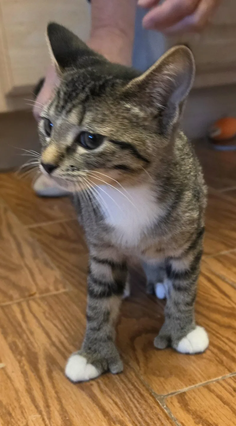 A young medium-sized female Domestic Short Hair cat named Sally for adoption in Evergreen, CO