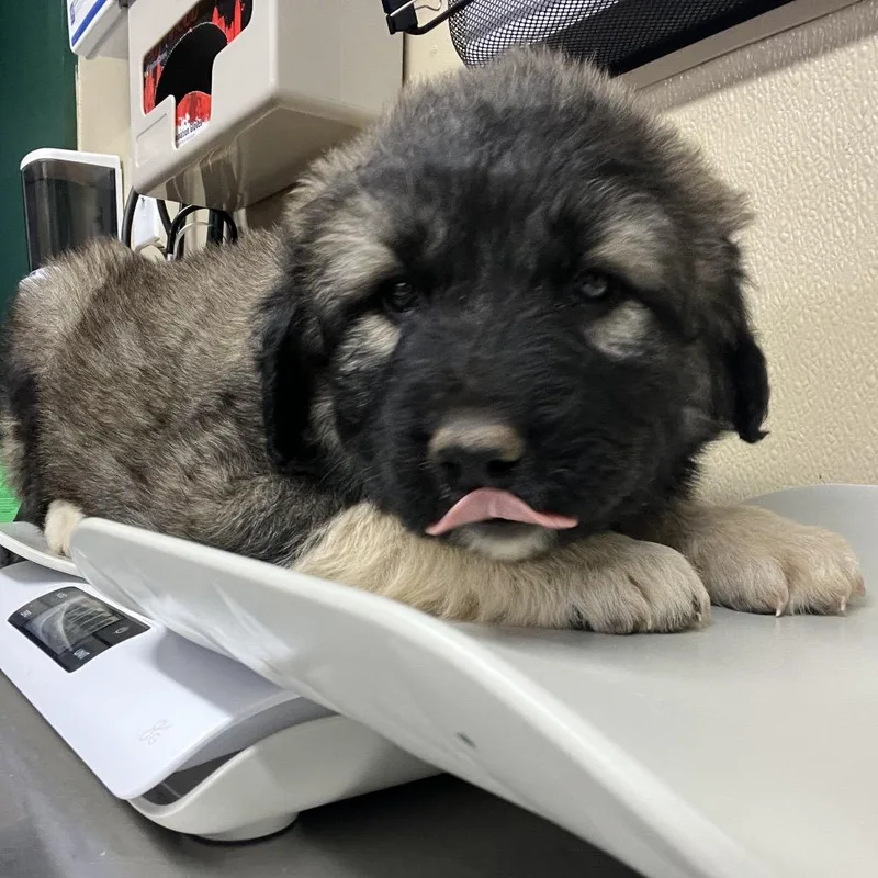 A baby small-sized female Black Mixed Breed dog named Echo for adoption in Oxford, ME
