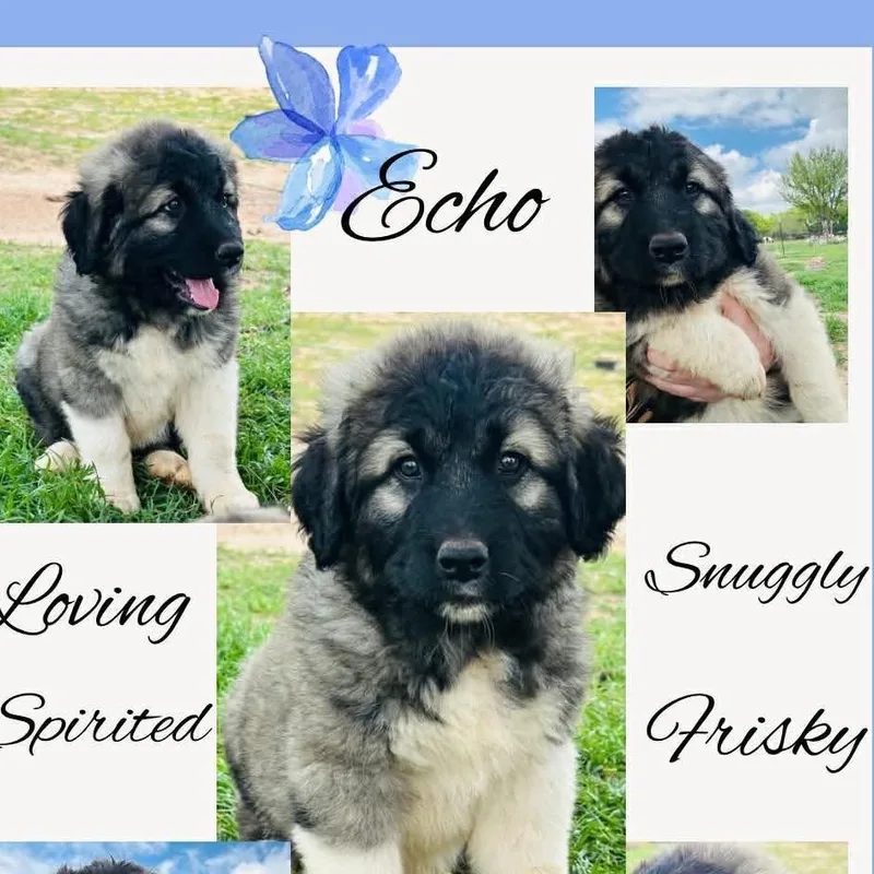 Echo thumbnail 2