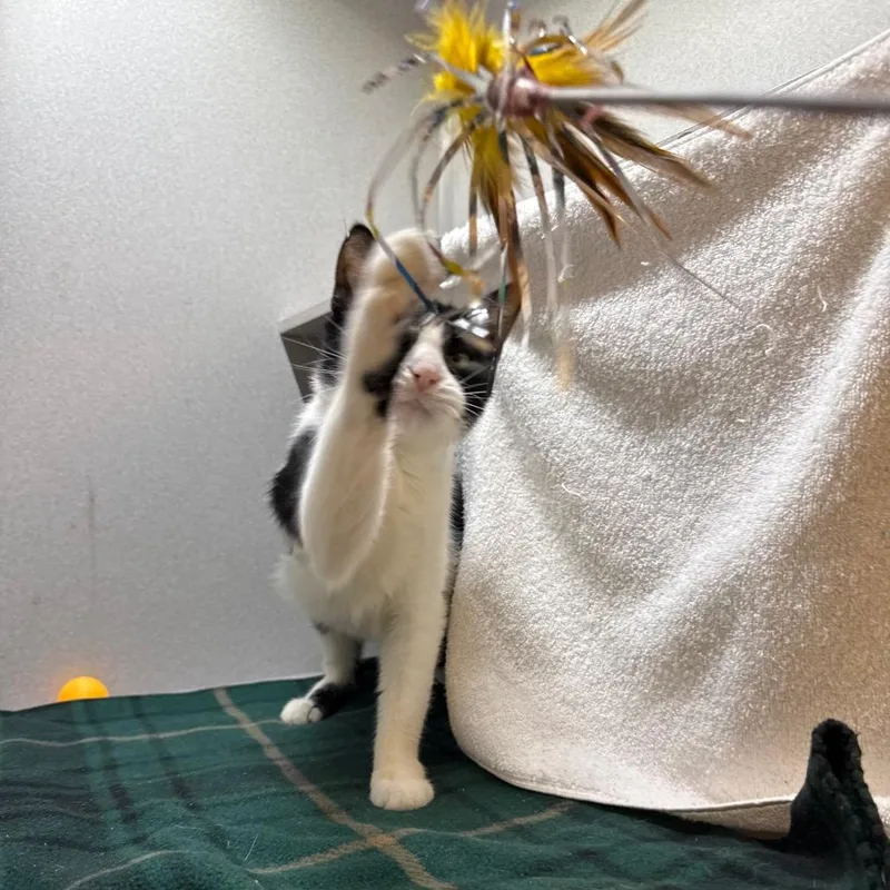 An adult medium-sized female Black Domestic Short Hair cat named Cannellini for adoption in Pittsburgh, PA