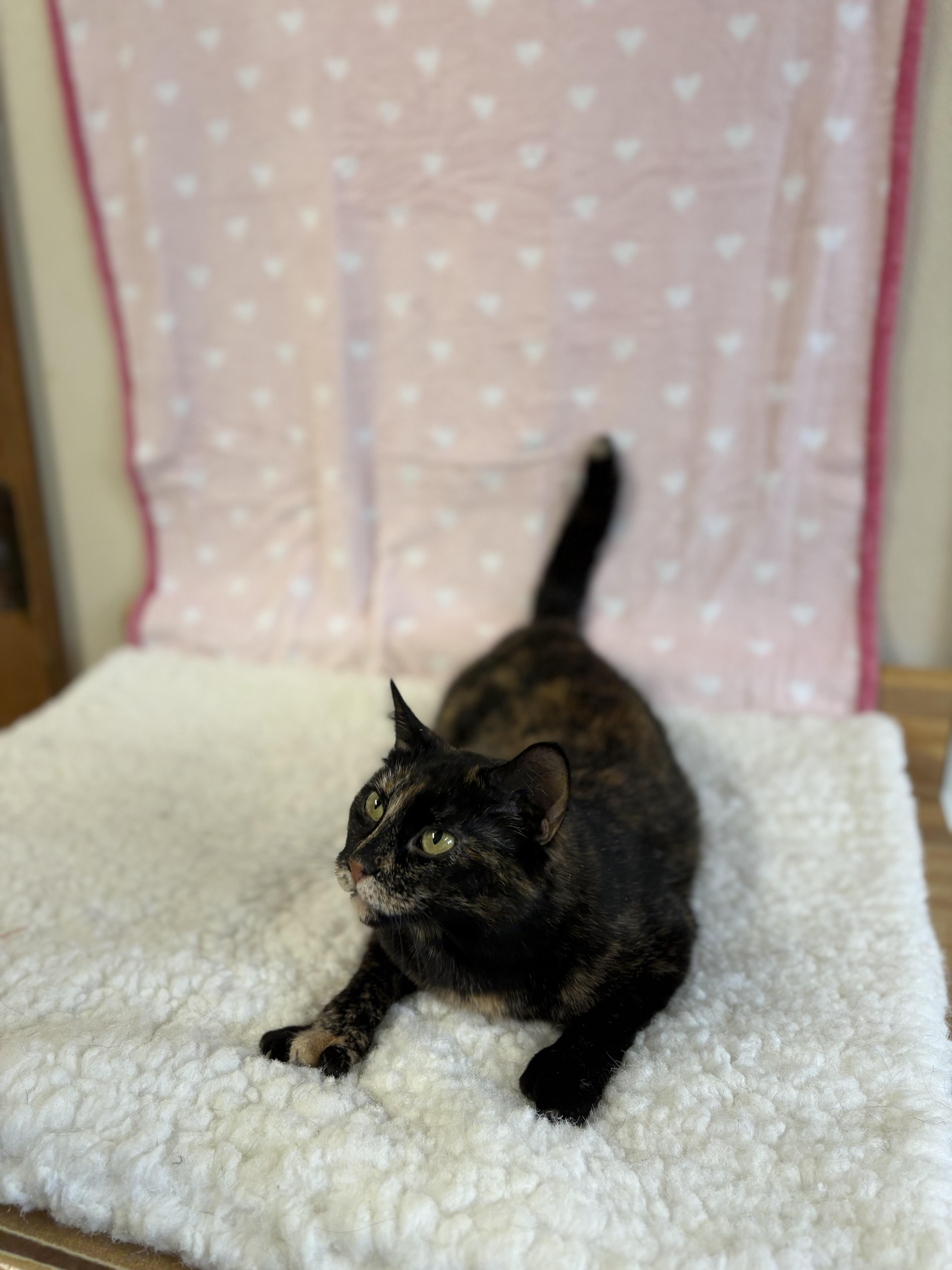 An adult medium-sized female Tortoiseshell Domestic Short Hair cat named Tortellini for adoption in Upper Sandusky, OH