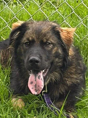 A baby large-sized male Brindle Great Pyrenees dog named Bear for adoption in Bedford Hills, NY