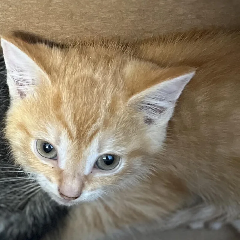 A young medium-sized male Orange / Red Domestic Short Hair cat named Beef for adoption in Greensboro, NC