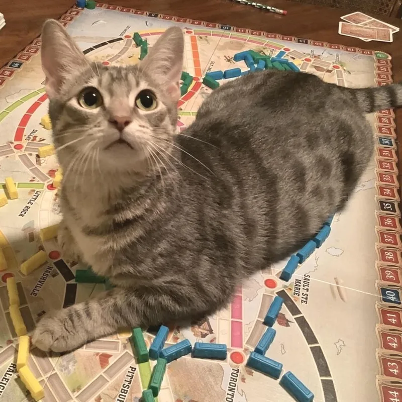 A young medium-sized female Gray / Blue / Silver Domestic Short Hair cat named Alexandra for adoption in Los Angeles, CA