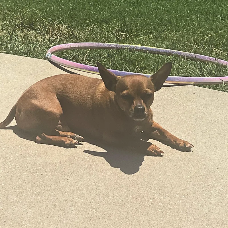 Ziggy