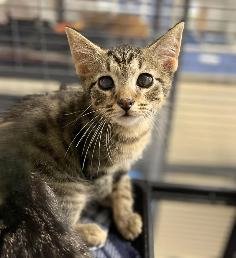 A baby medium-sized male Tabby (Brown / Chocolate) Domestic Short Hair cat named Shire for adoption in Seville, OH