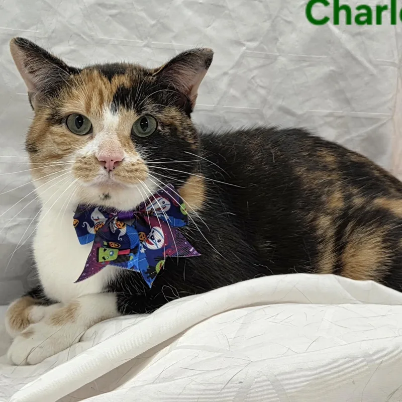 A young medium-sized female Calico Domestic Short Hair cat named Charlotte for adoption in Whitewater, WI