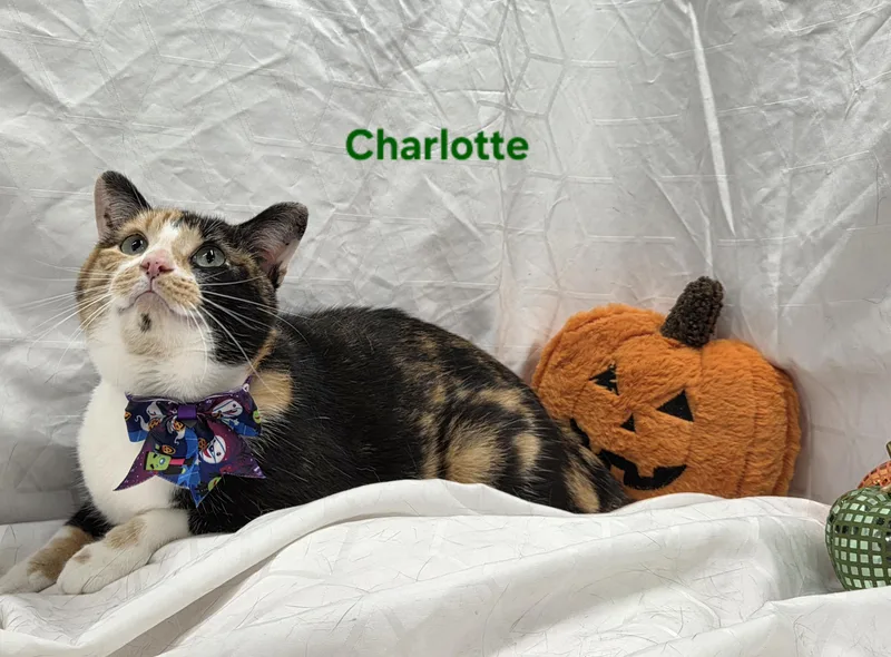 Charlotte thumbnail 2